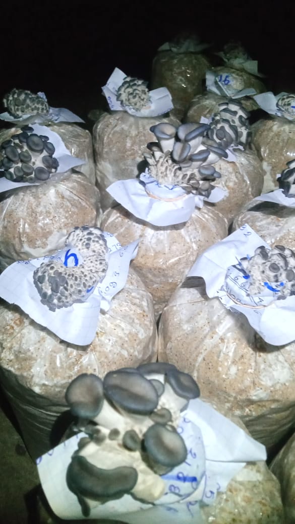 Dried Mushroom